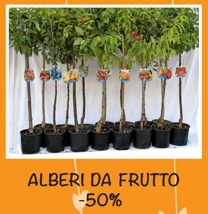 ALBERI DA FRUTTO